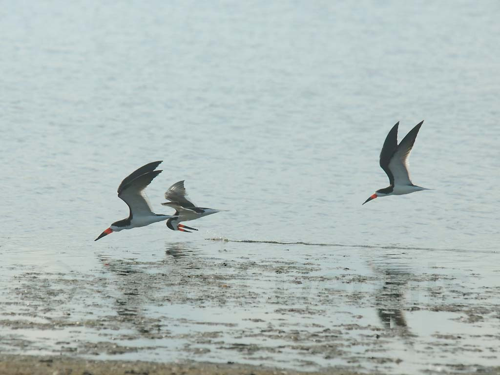 BLSK-AG_Black-Skimmer