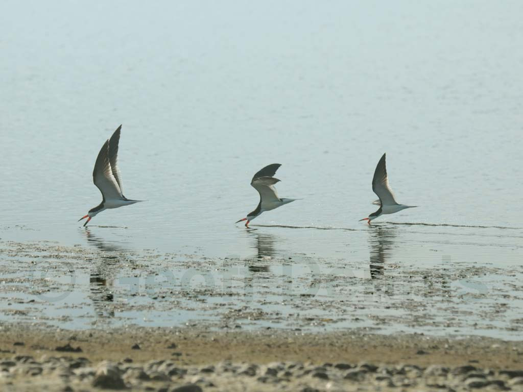 BLSK-AH_Black-Skimmer