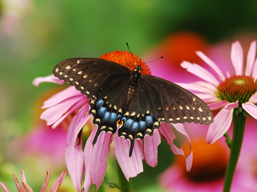 Black-Swallowtail-AA