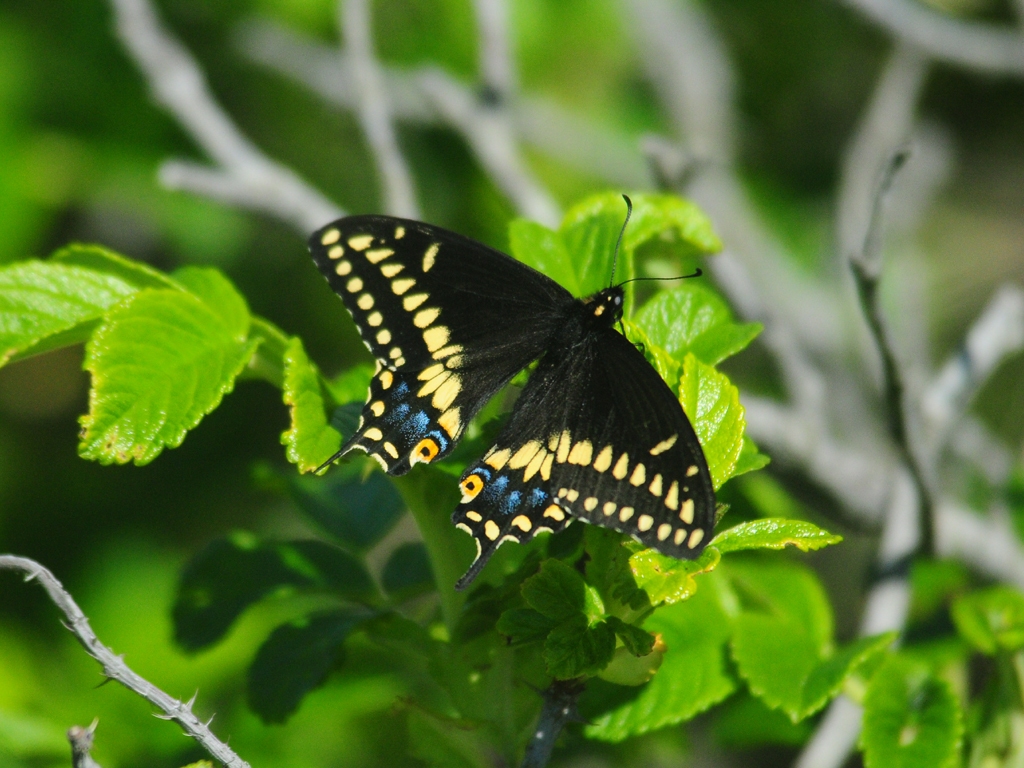 Black-Swallowtail-AB