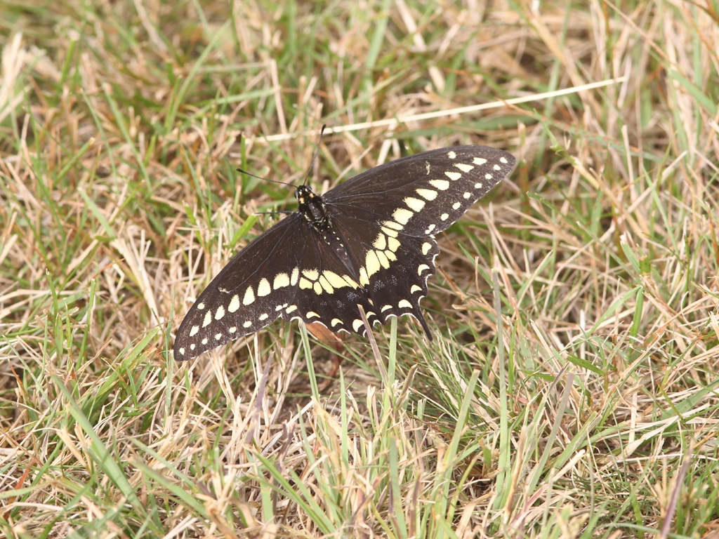 Black-Swallowtail-AC