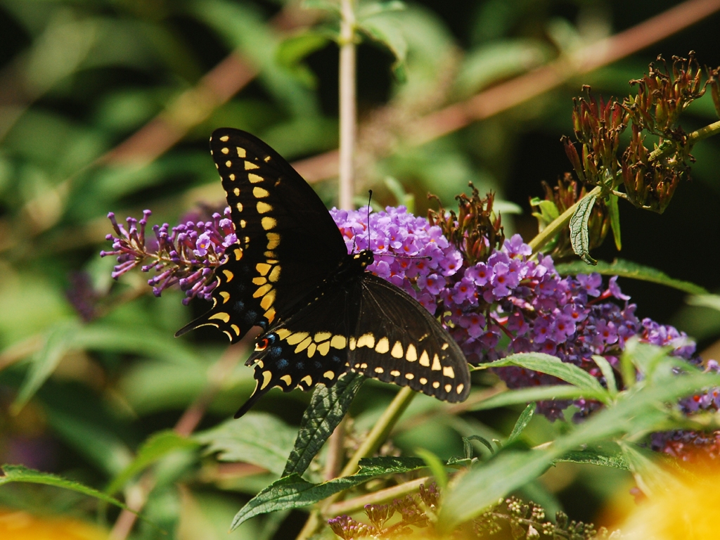 Black-Swallowtail-AD