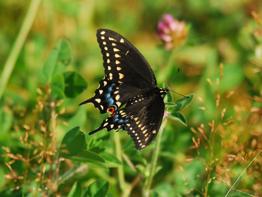 Black-Swallowtail-AE