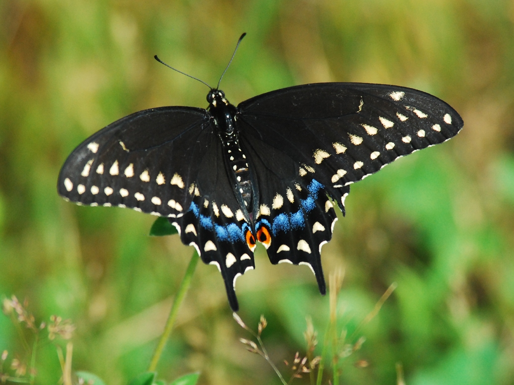 Black-Swallowtail-AF
