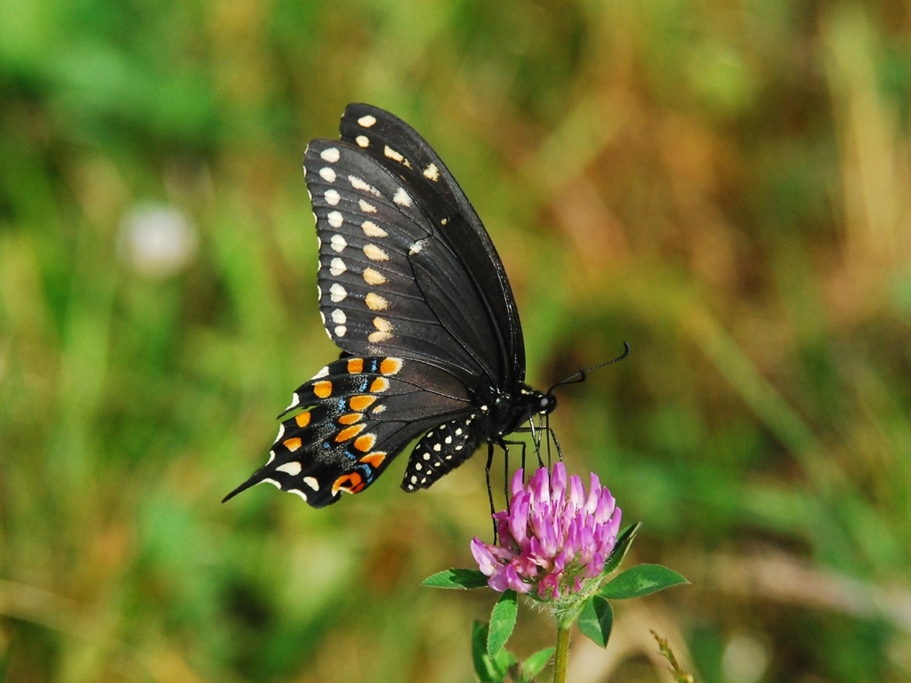 Black-Swallowtail-AG