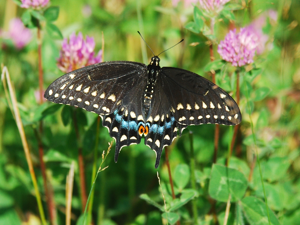 Black-Swallowtail-AH