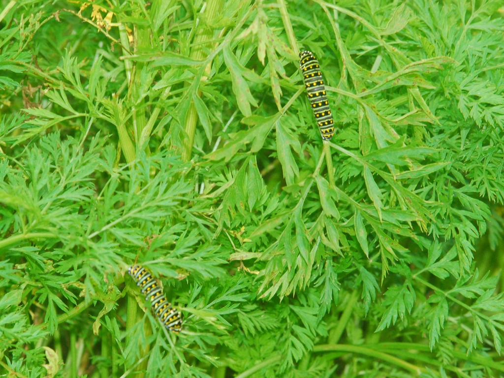 Black-Swallowtail-AI