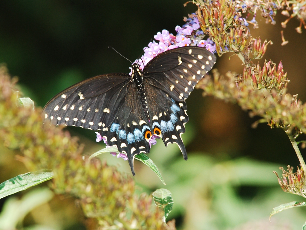 Black-Swallowtail-AJ