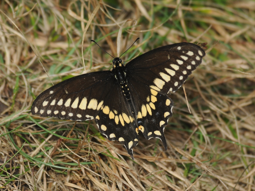 Black-Swallowtail-AK