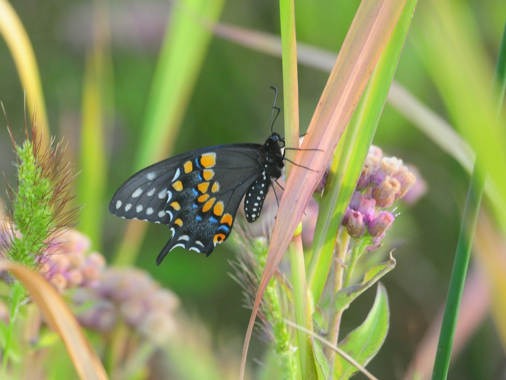 Black-Swallowtail-AL
