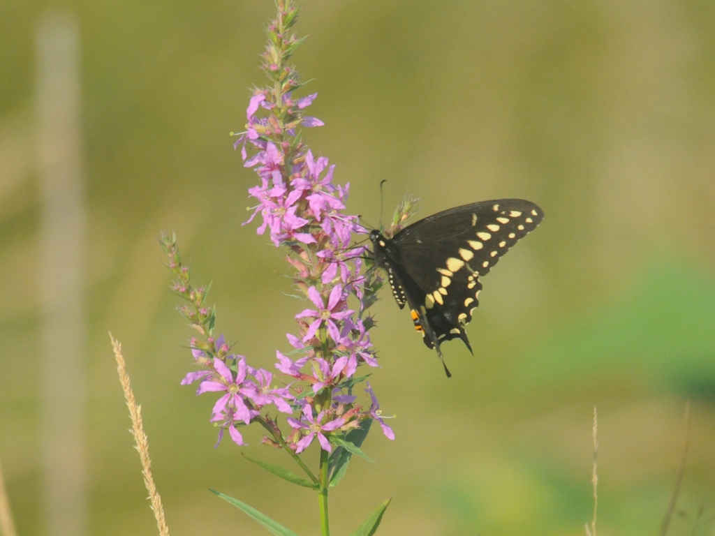 Black-Swallowtail-AM