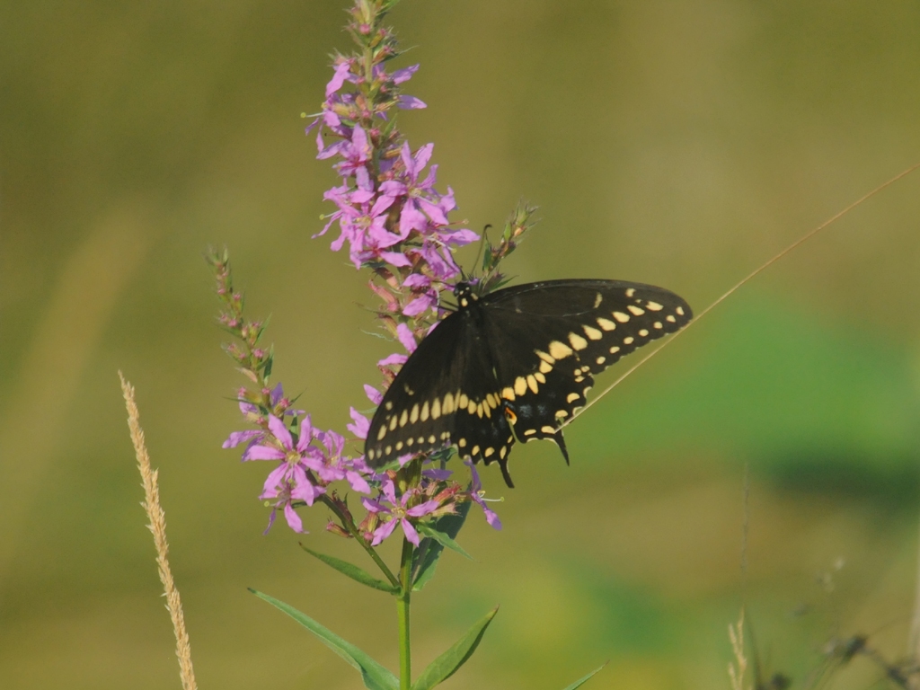Black-Swallowtail-AN