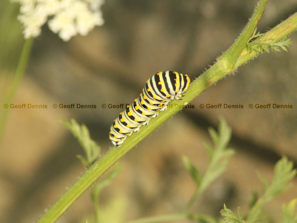 Black-Swallowtail-AO