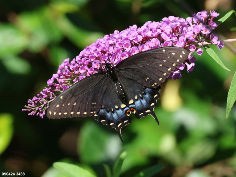 Black-Swallowtail-AP