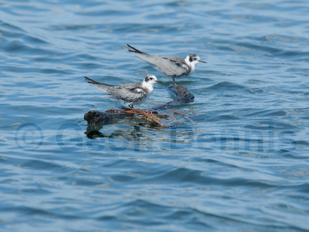 BLTE-AA_Black-Tern
