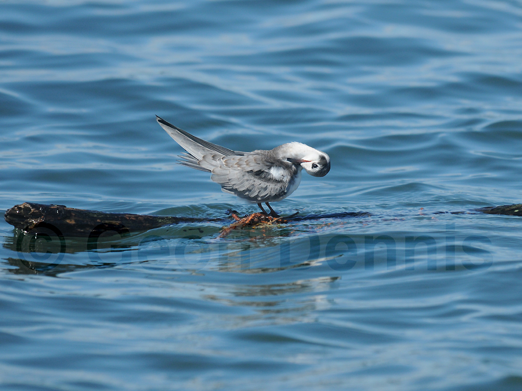 BLTE-AB_Black-Tern