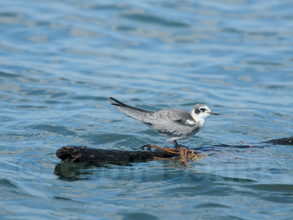 BLTE-AC_Black-Tern