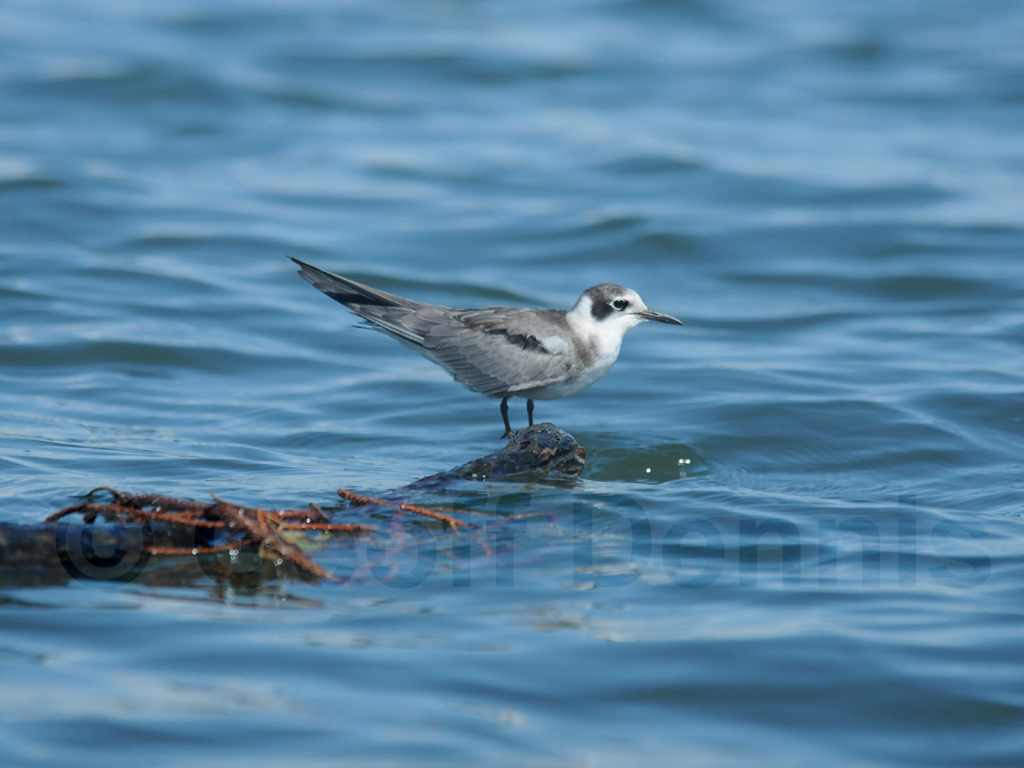 BLTE-AD_Black-Tern