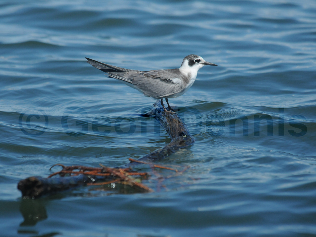 BLTE-AE_Black-Tern