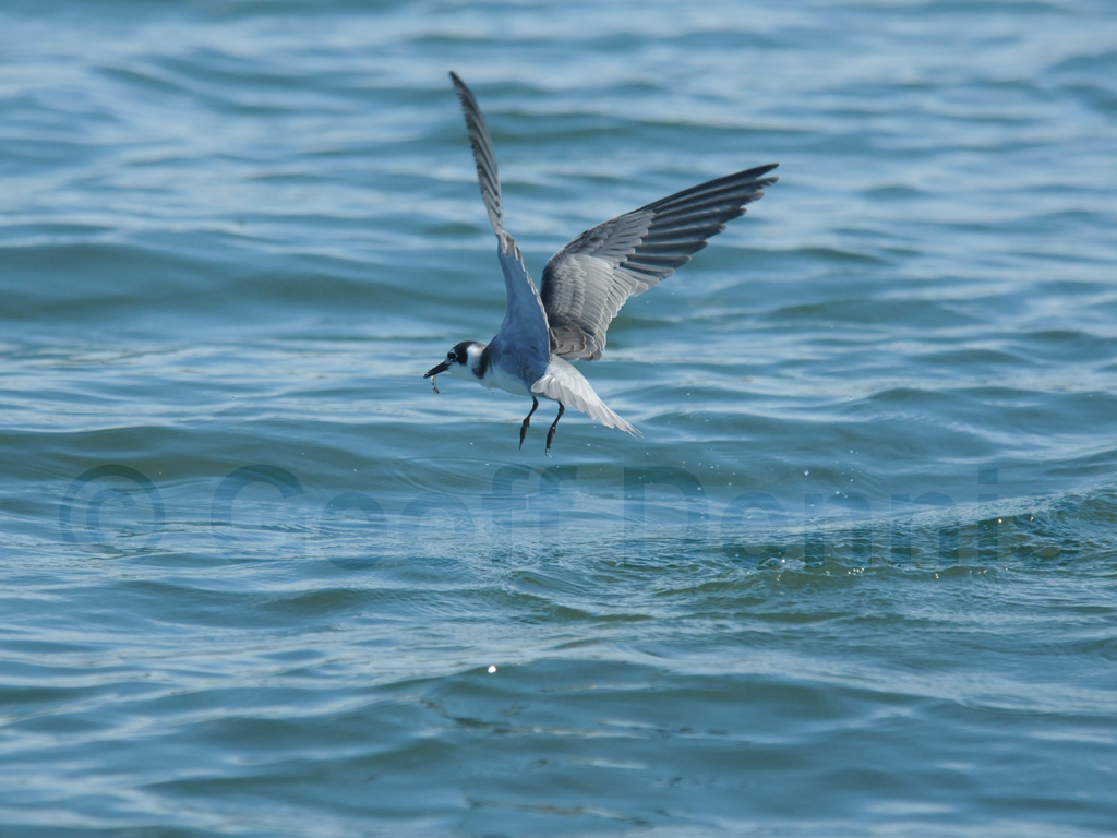 BLTE-AF_Black-Tern