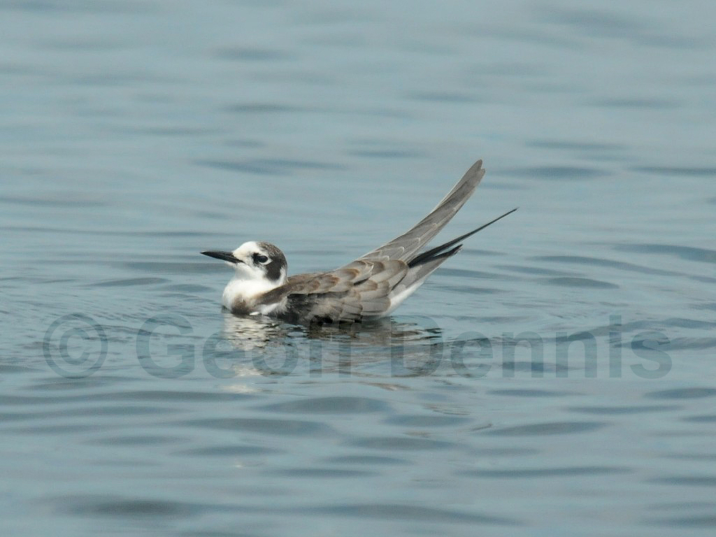 BLTE-AG_Black-Tern