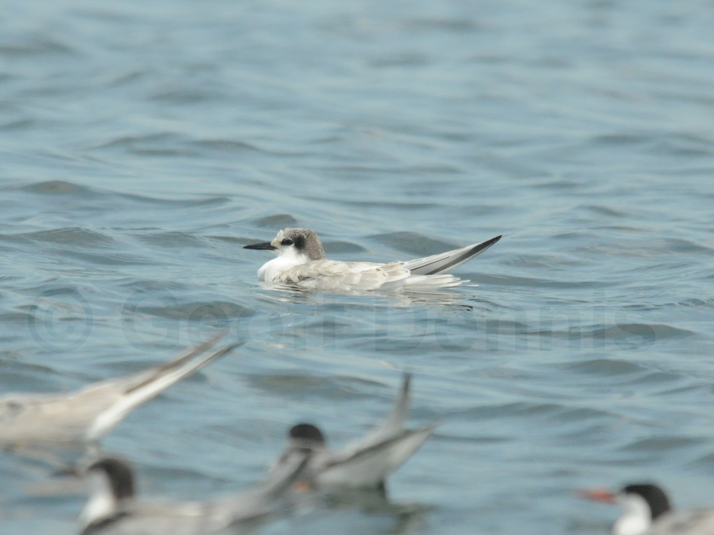 BLTE-AH_Black-Tern