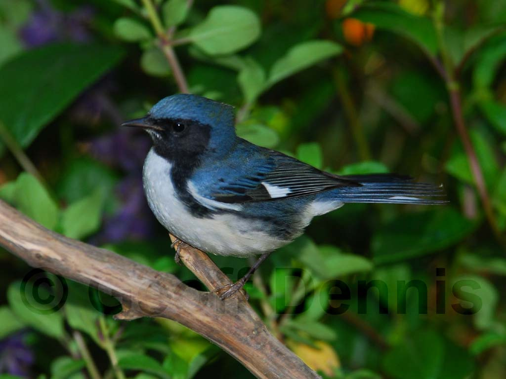 BTBW-AA_Black-throated-Blue-Warbler