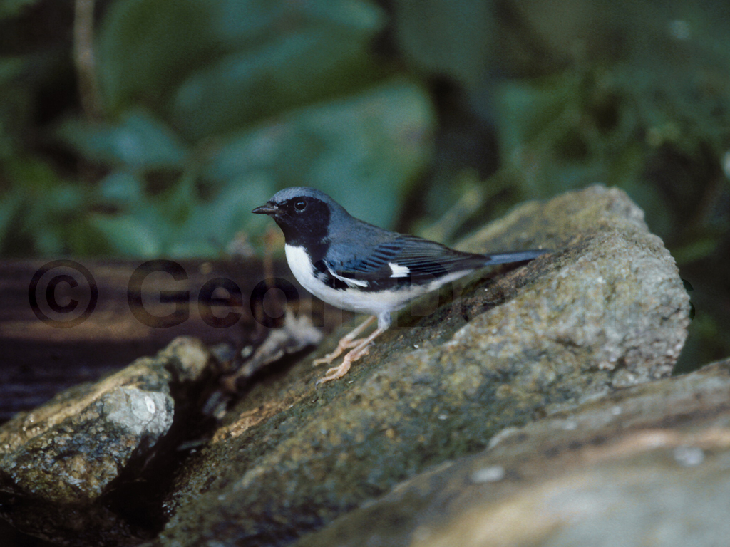 BTBW-AB_Black-throated-Blue-Warbler