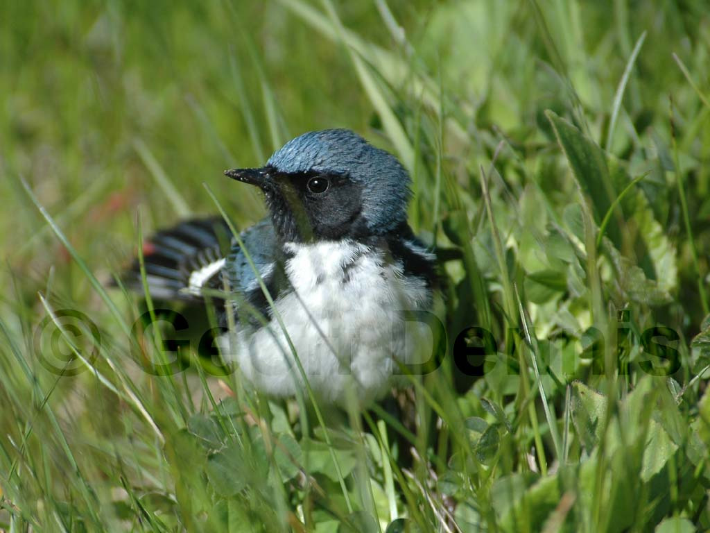 BTBW-AC_Black-throated-Blue-Warbler