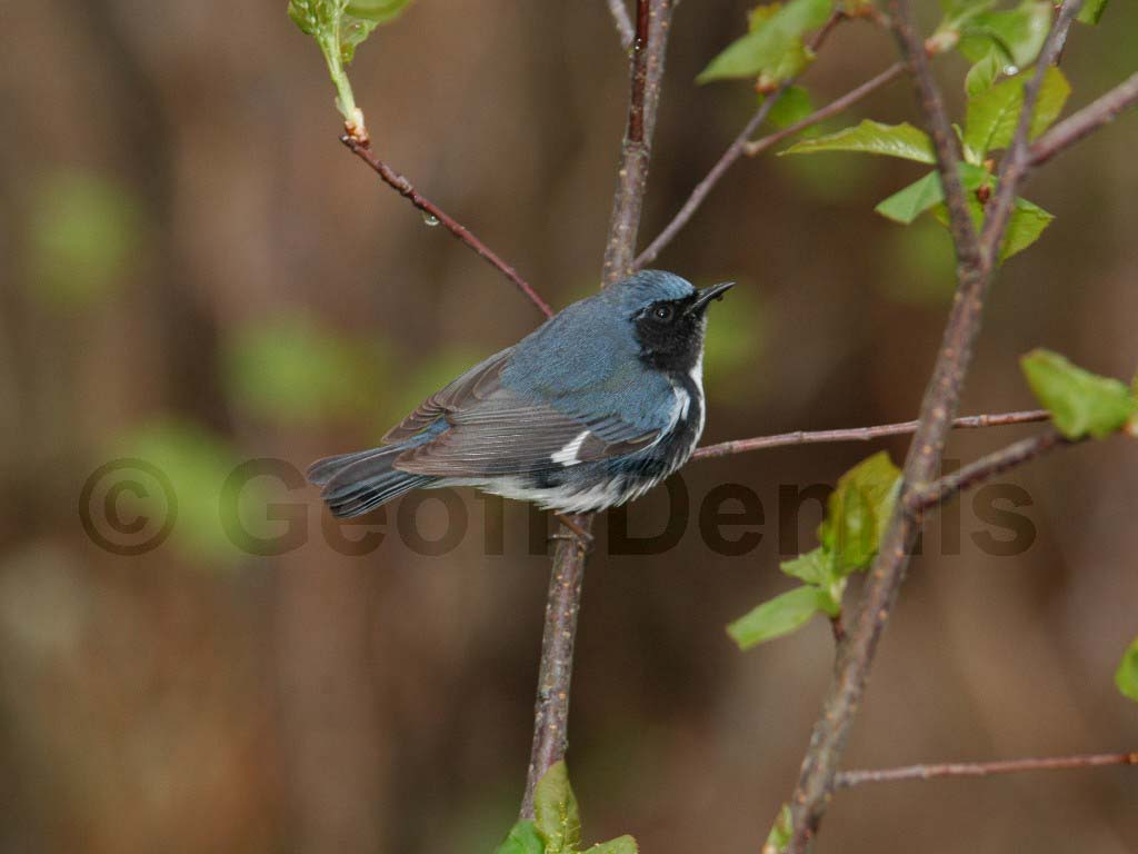 BTBW-AD_Black-throated-Blue-Warbler