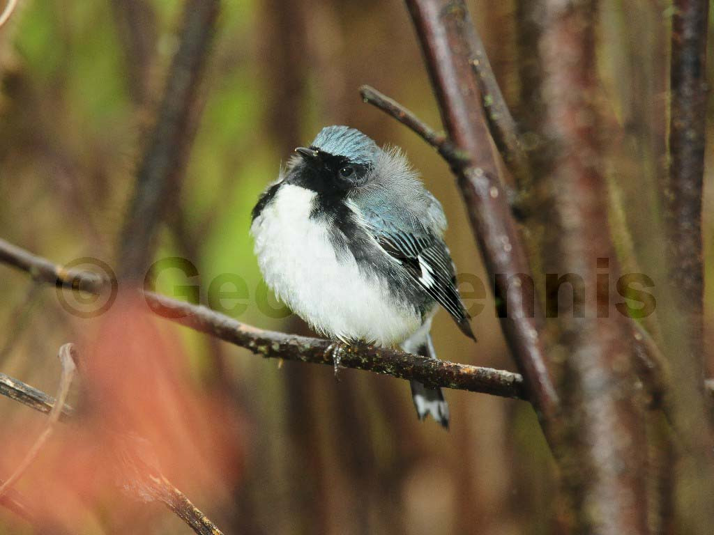 BTBW-AE_Black-throated-Blue-Warbler
