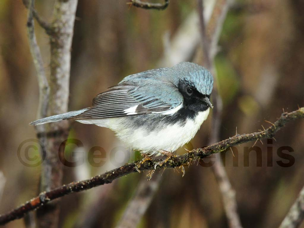 BTBW-AF_Black-throated-Blue-Warbler
