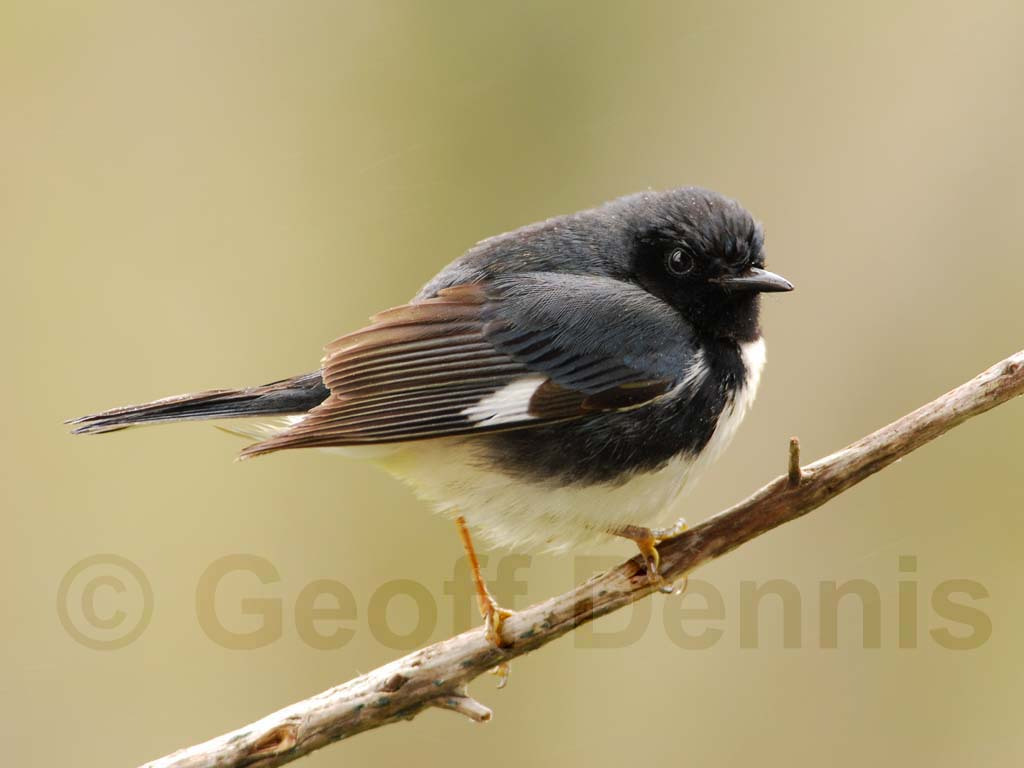 BTBW-AG_Black-throated-Blue-Warbler