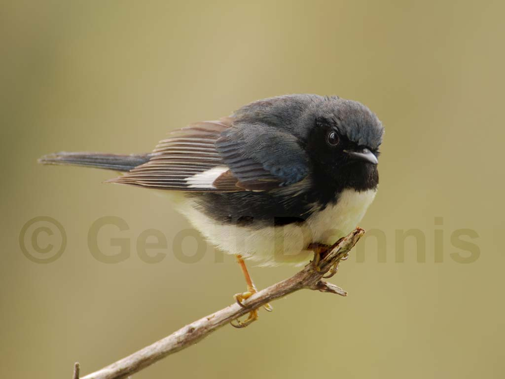 BTBW-AH_Black-throated-Blue-Warbler