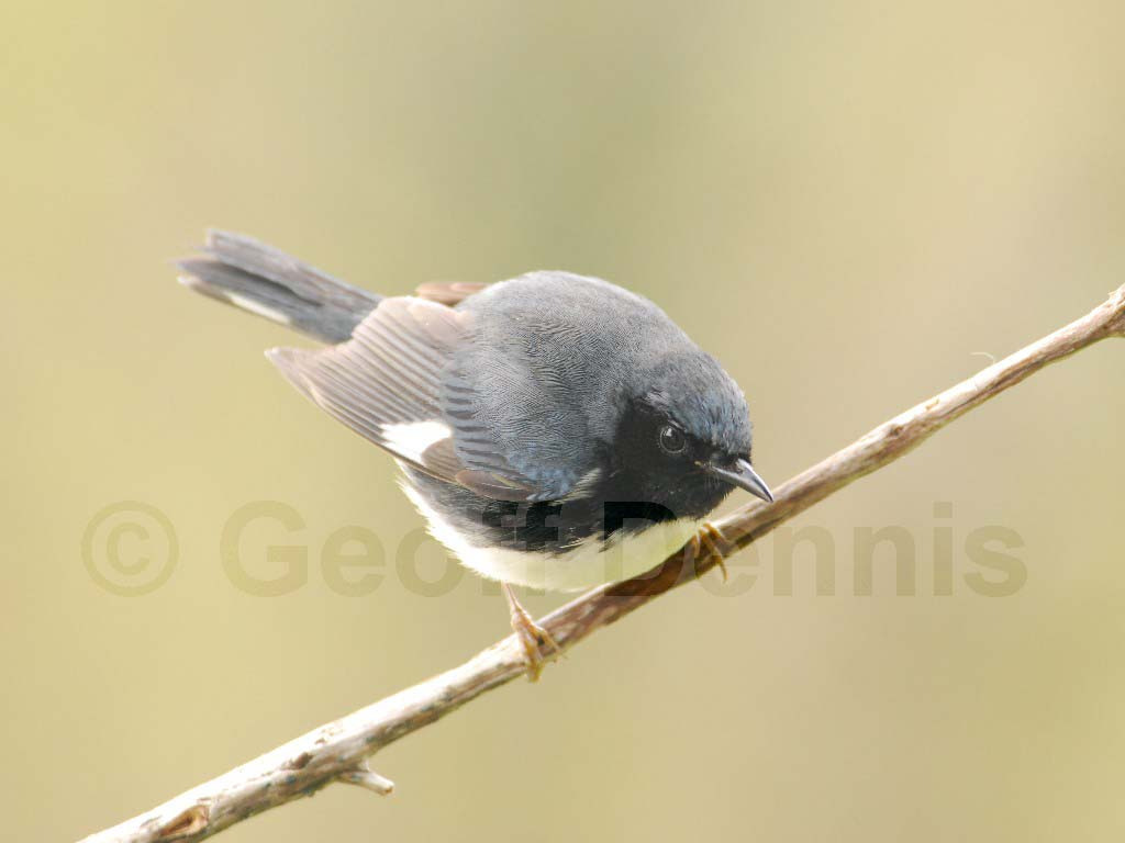BTBW-AI_Black-throated-Blue-Warbler