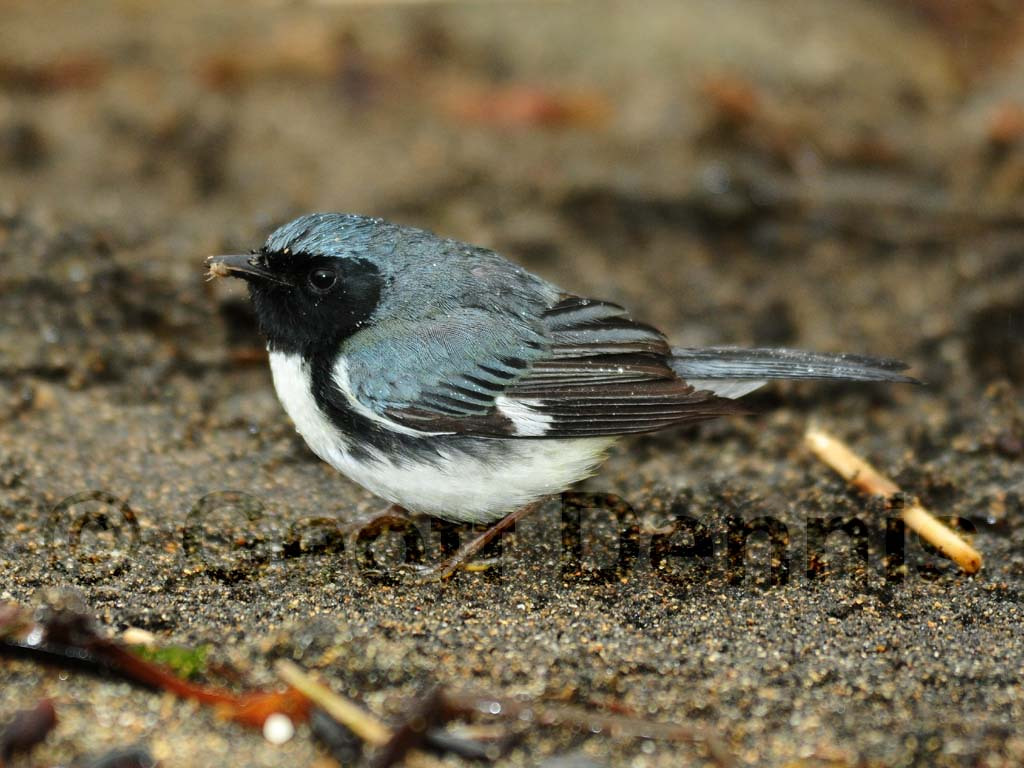 BTBW-AJ_Black-throated-Blue-Warbler