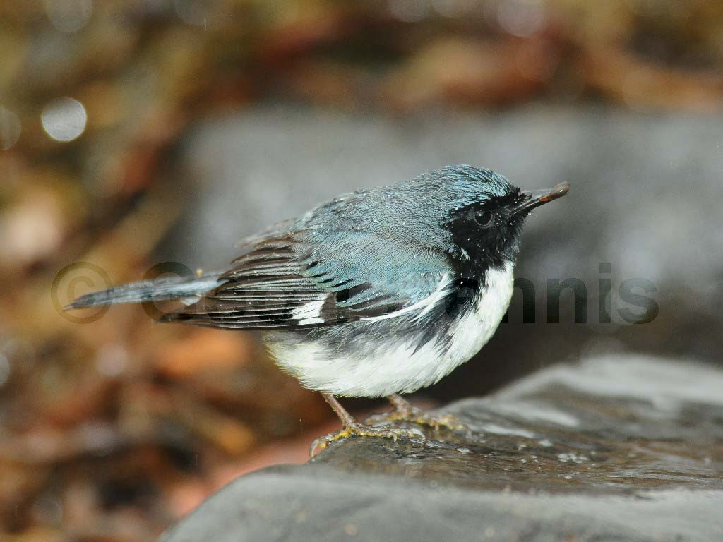 BTBW-AK_Black-throated-Blue-Warbler