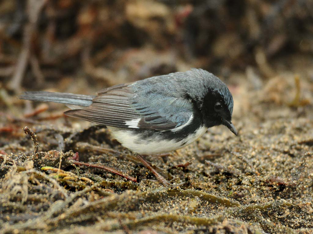 BTBW-AL_Black-throated-Blue-Warbler