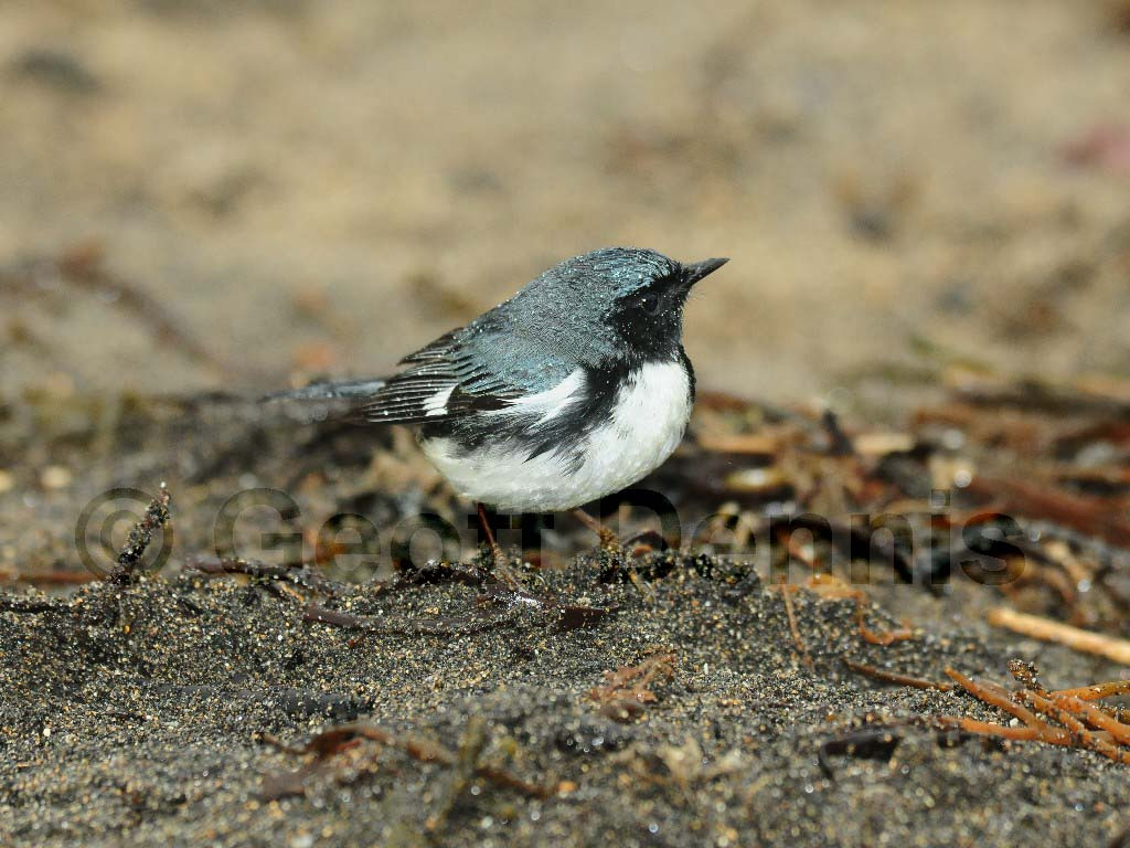 BTBW-AM_Black-throated-Blue-Warbler
