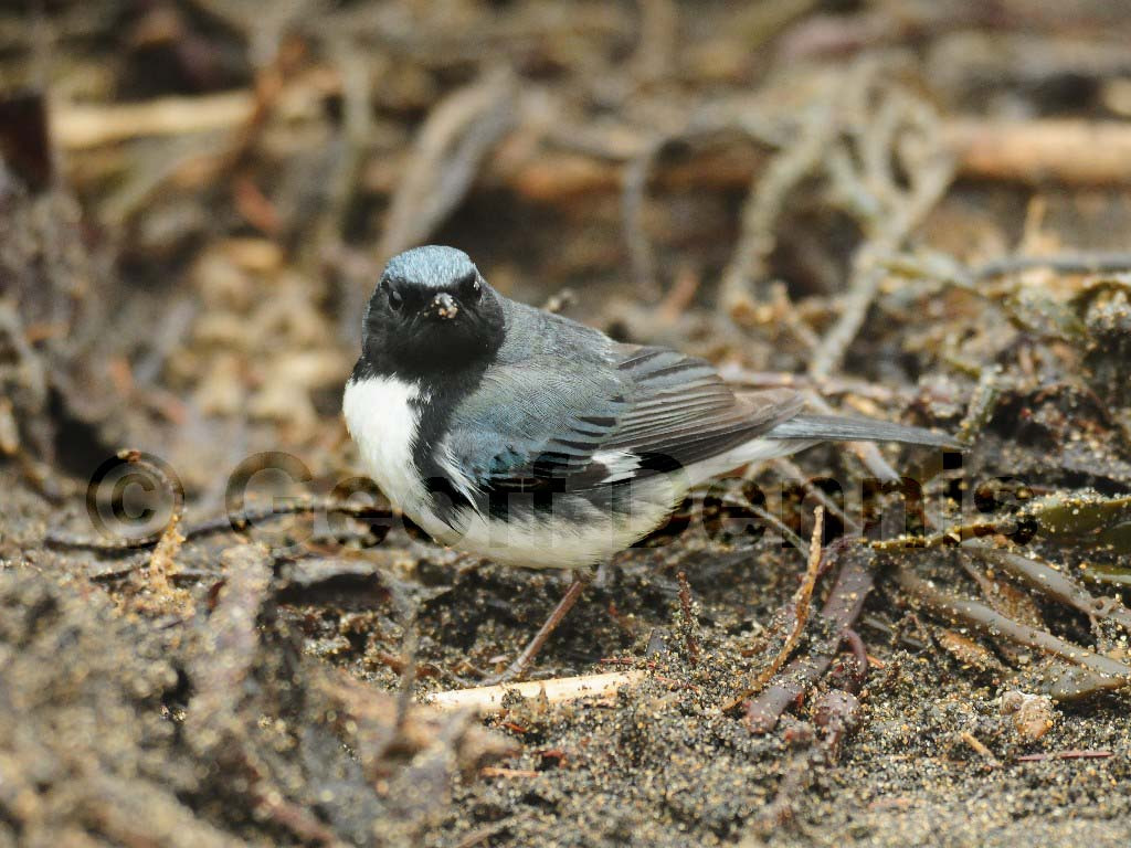 BTBW-AN_Black-throated-Blue-Warbler