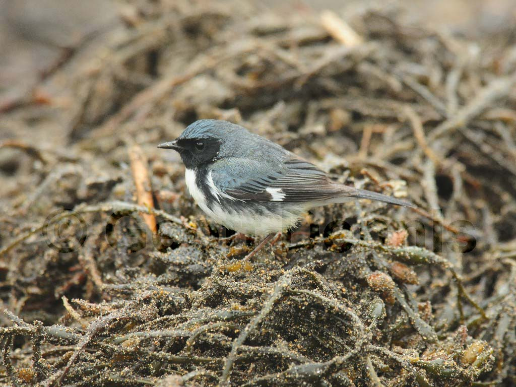BTBW-AO_Black-throated-Blue-Warbler