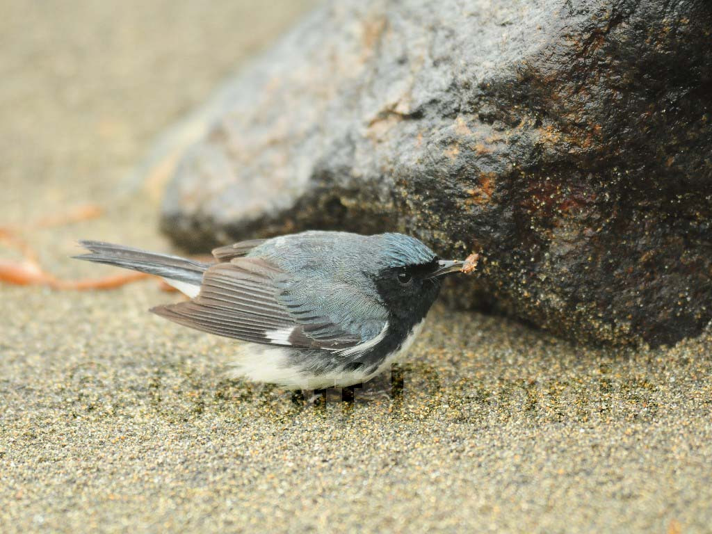 BTBW-AP_Black-throated-Blue-Warbler
