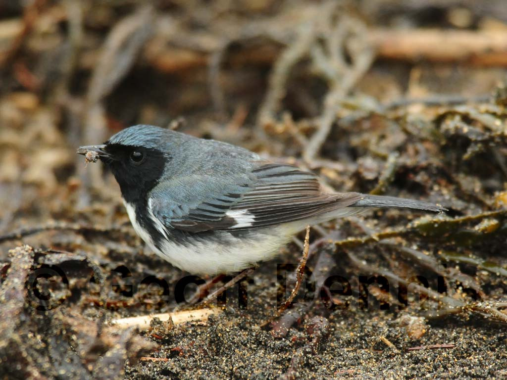 BTBW-AQ_Black-throated-Blue-Warbler