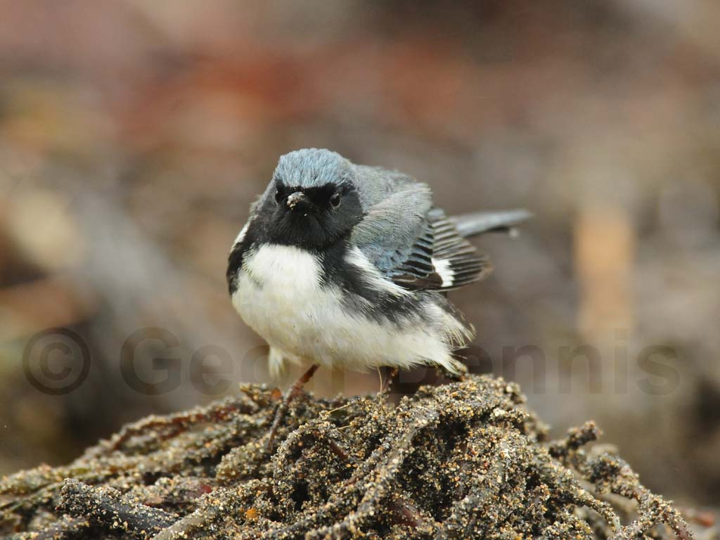 BTBW-AR_Black-throated-Blue-Warbler
