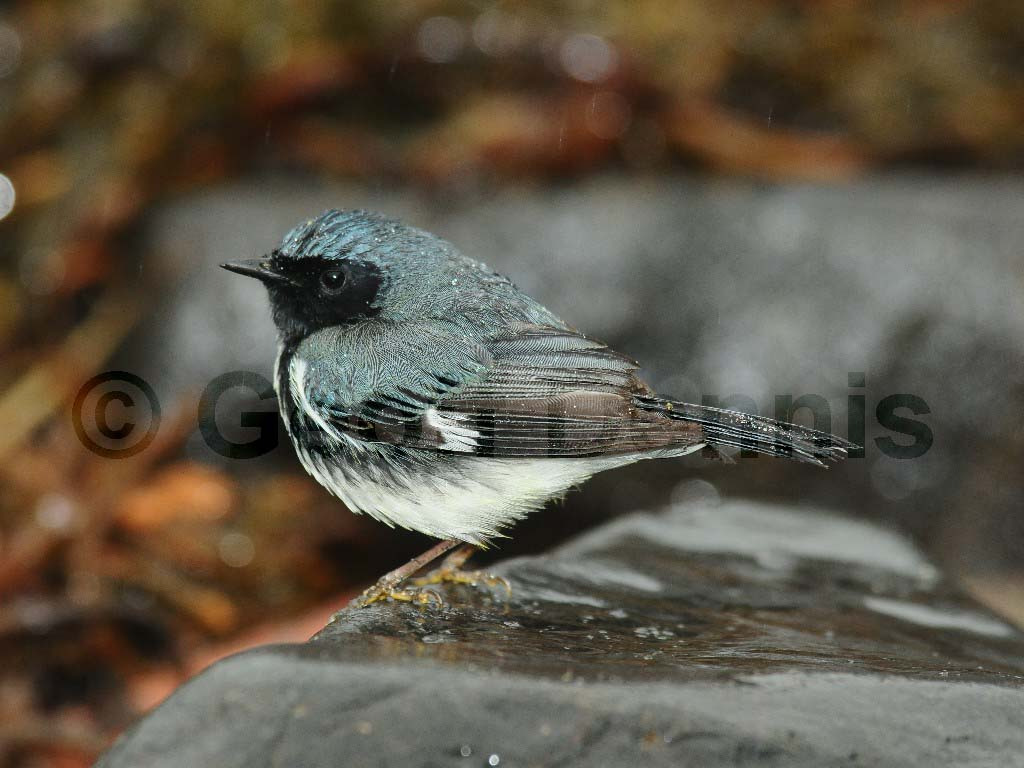 BTBW-AS_Black-throated-Blue-Warbler