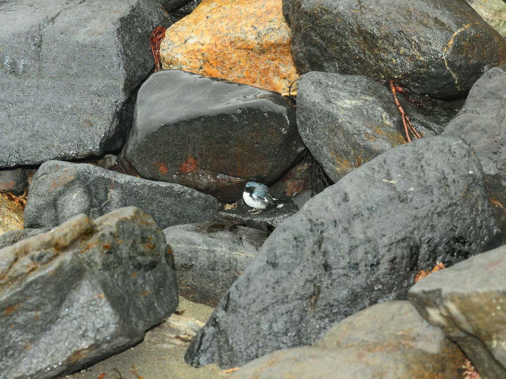 BTBW-AT_Black-throated-Blue-Warbler