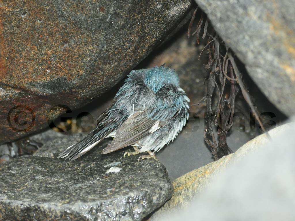 BTBW-AU_Black-throated-Blue-Warbler