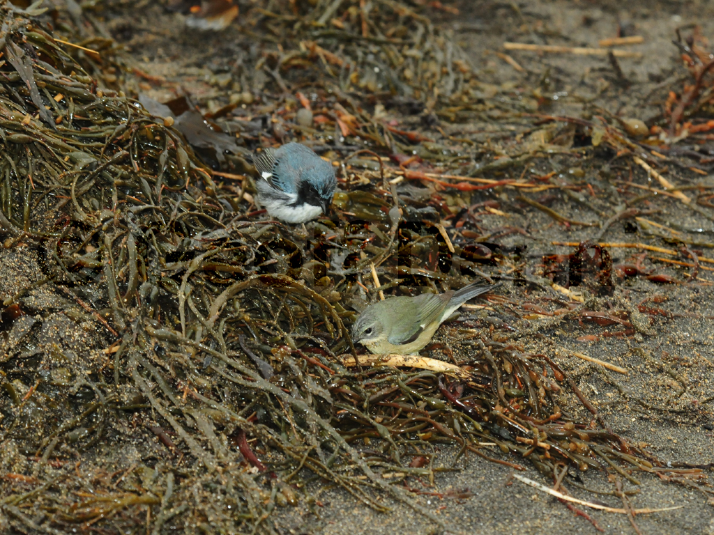BTBW-AW_Black-throated-Blue-Warbler