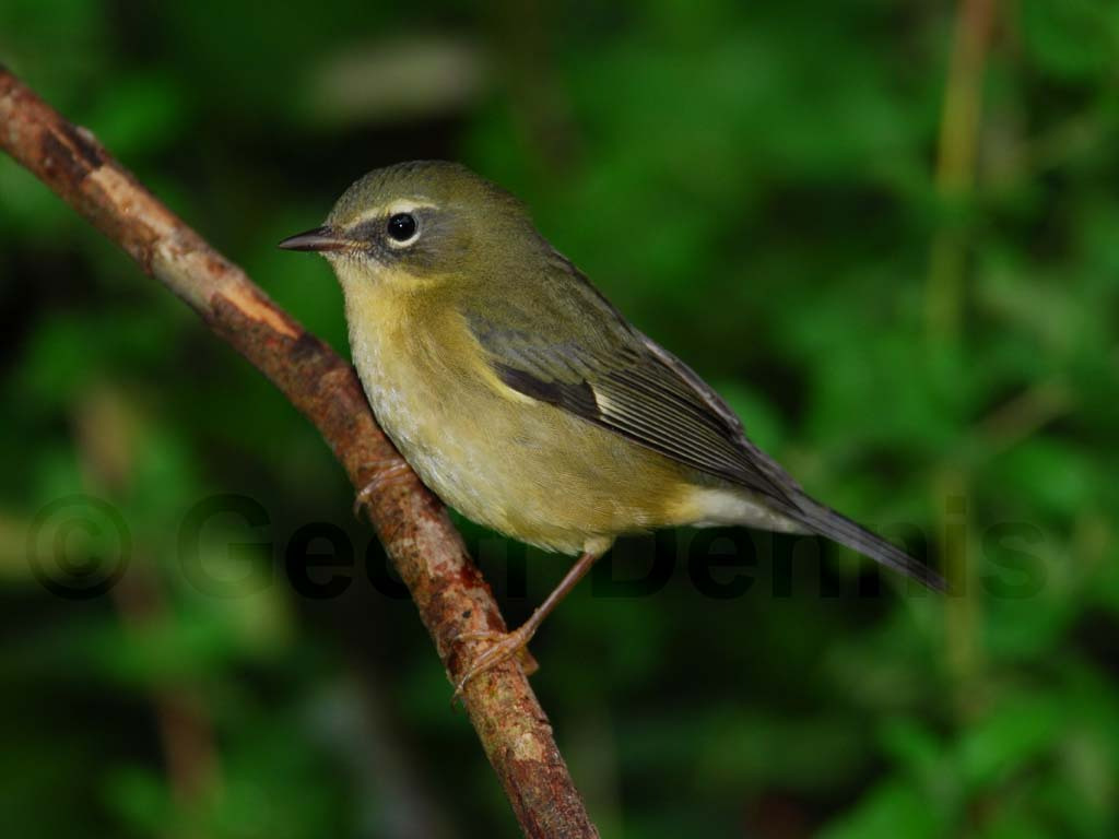 BTBW-AZ_Black-throated-Blue-Warbler