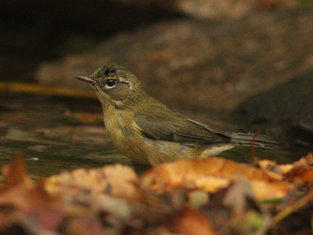 BTBW-BA_Black-throated-Blue-Warbler